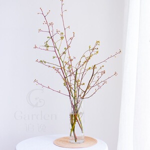 灯台花枝鲜切花枝条基地直发干枝腊梅鲜花花束客厅办公室水养插花