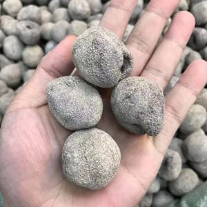 越南珍珠参 深海野生元宝海参 珍珠球参干货 40头左右 500克包邮