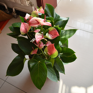 红掌盆栽植物红唇梦幻彩掌粉掌室内客厅植物办公桌面花卉净化空气