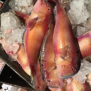 汕头海门本港海捕海鲜当天捕捞新鲜水产马头鱼英哥鱼鹦哥鱼红桃k