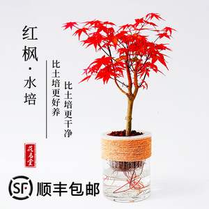 水培红枫树苗盆景老桩观叶植物四季好养室内桌面盆栽日本红舞姬