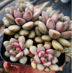 葡萄多肉植物群生大老桩 3年以上 12cm盆参考