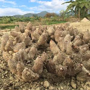 台山鸡爪芋