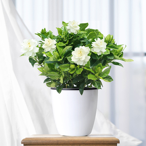 【桔梗花盆栽苗四季】桔梗花盆栽苗四季品牌,价格 - 阿里巴巴