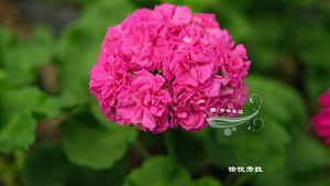 愉悦 和谐劳拉 直立天竺葵花苗玫瑰型重瓣勤花优秀品种洋绣球雀园