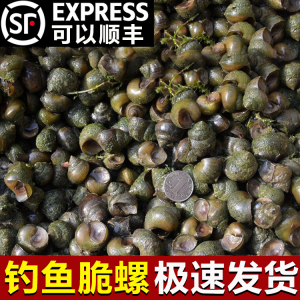 翠螺 鲜活钓青鱼钓鱼螺蛳脆螺鱼饵新鲜田螺活体打窝小泥螺丝黑坑
