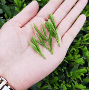 春节年货湖南汝城特产茶叶绿茶高品质2020新茶旱塘硒山茶特级散装