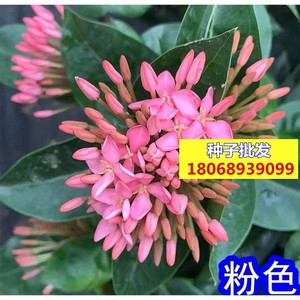 龙船花种子庭院庭院盆栽绿植办公室盆景木本植物开花不断花卉种籽