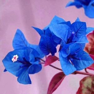 拍2送1三角梅盆栽重瓣大苗菊花苗盆景爬藤绿蓝色三角梅带花