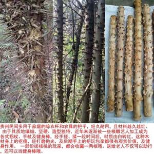 车对节木檬子木短棒防雕身棒工艺木文玩载手把件刺木按摩棍棒