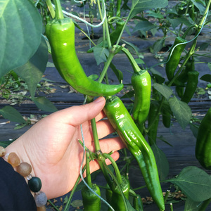 新鲜辣椒美人椒虎皮椒特辣绿辣椒青辣椒新鲜农家蔬菜辣椒3斤装