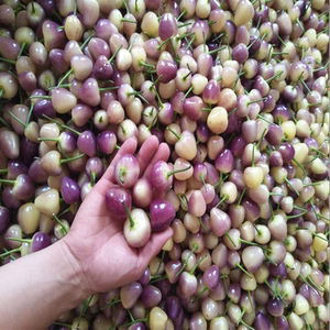 现摘珍珠五彩椒