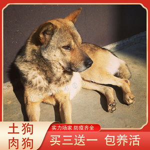 tb553513370淘宝纯种广西土猎犬黄狗白面虎斑五黑幼犬狗狗活体2人