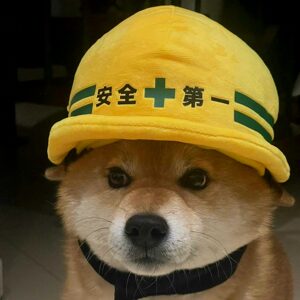 安全第一狗狗安全帽宠物柯基拉布拉柴犬可爱衣服卖萌搞怪拍照打卡