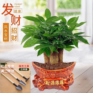 店铺发财树财八方来盆栽桌面绿植大厅植物收银台招财旺运净化空气