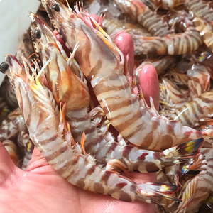 竹节虾 野生新鲜大花虾九节虾斑节虾小黑虎虾基围虾 鲜活速冻水产