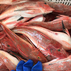 【红头鱼鲜活】红头鱼鲜活品牌,价格 - 阿里巴巴