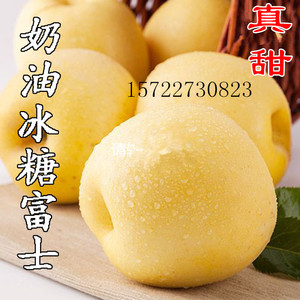 黄金奶油富士果树苗脆甜苹果冰糖心黄皮苹果苗红富士树苗结果苗