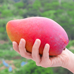 精品特大果海南贵妃芒10斤整箱新鲜水果芒果当季礼盒树上自然熟