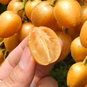 5斤现摘广东鸡心黄皮果新鲜无核水果特产当季冰糖黄弹子整箱包邮