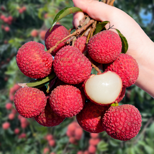 5斤漳州双肩玉荷包荔枝新鲜包邮顺丰整箱孕妇水果当季现摘现发