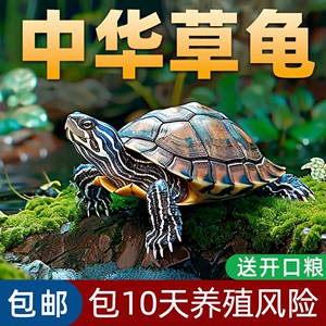 中华草龟活体小乌龟宠物观赏龟金线龟好养耐活长寿龟活物草龟苗