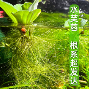 水芙蓉水草植物净化水质水生种子苗大薸净化水质鱼池池塘造景淡水