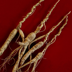 25年池底参250克小货老池底子林下参撂荒棒槌放山货长白山干人参