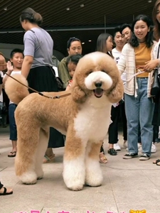 巨贵幼犬犬舍直售纯种巨型贵宾犬泰迪犬幼犬活体大型家养宠物狗狗