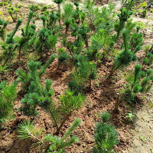 zjg90888淘宝华山松树苗华山松迎客松大阪松苗五针松盆景造型素材