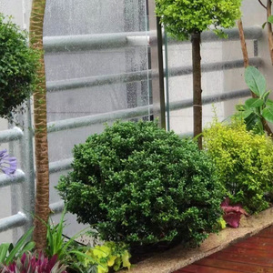 龟甲冬青球盆栽 耐寒四季常青庭院绿植植物盆栽花卉造型盆景