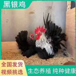 泰国白桂鸡观赏鸡宠物鸡迷你小体鸡婆罗门鸡没有脚的鸡矮脚鸡