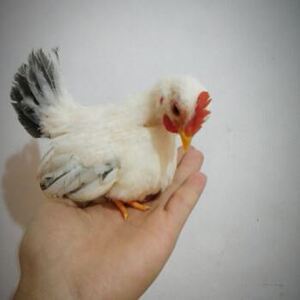 纯种元宝鸡脱温苗白色元宝鸡观赏波兰鸡观赏鸡矮脚塞拉玛宠物鸡