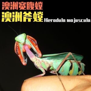 澳宽螳螂活体,澳洲斧螳宽腹,凶猛,大型,另有绿巨马盾圆盾兰花螳螂