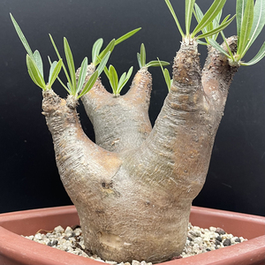 魔界玉pachypodium makayense块根多肉植物棒槌树属不是象牙宫