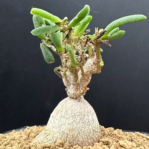 冰花 块根番杏多肉植物delosperma bosseranum禅意趣味ins风创意