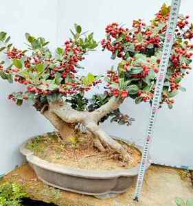 实物大型金玉满堂造型盆景树桩老桩无刺枸骨树桩满堂红植物包