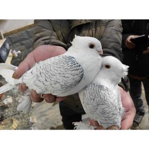 精品观赏鸽黑细花淑女种鸽种蛋一对风头毛脚受精蛋活体