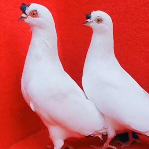 鸽扬州高飞点子宠物鸽点子活体种鸽青年鸽一对包活包健康价格06125