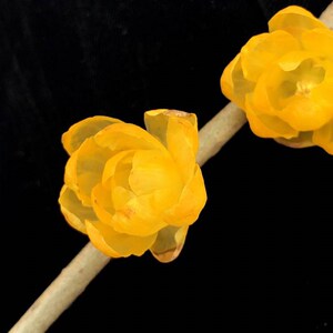 m鄢陵 【橘黄素心】 腊梅盆栽苗蜡梅深黄色黄梅花苞包对版阳台庭