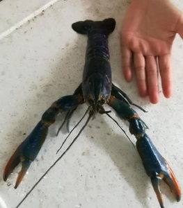 澳洲红螯螯虾