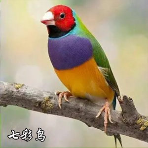 珍珠鸟活物灰白文鸟七彩文鸟灰白珍珠活鸟萌宠物鸟一对小手养鸟