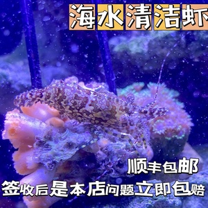 海水除藻残渣不伤珊瑚清洁观赏虾黄点玻璃虾绵羊虾机械虾薄荷虾