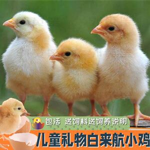 养易活幼体幼儿园儿童节小型零售宠物小鸡仔活的宠物活体路途笨鸡