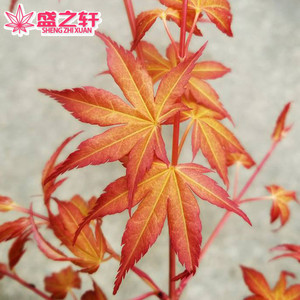 日本红枫金贵卡苏桂黄色花园阳台植物庭院绿植日式景观盛之轩园艺