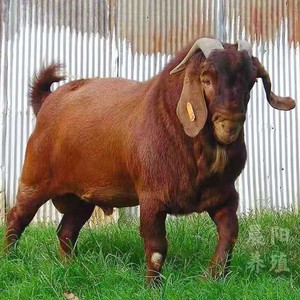 南江黄羊纯种努比亚黑山羊怀孕母羊黄金羊活体波尔种公羊全国包邮