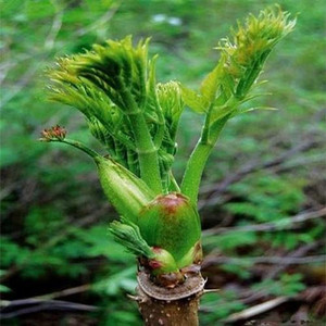 刺嫩芽刺老芽东北野特产山菜多年生种子山野菜根苗推荐南北方种植