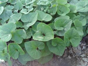 东北中草药辽细辛细参万病草烟袋锅花多年生种苗种子盆栽园艺异草