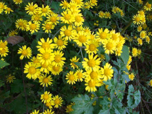 东北中草药植物野菊花山菊寿客金英种子种苗包邮四季园艺庭院盆栽