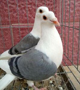 货源阿里巴巴为您推荐观赏鸽孔雀产品的详细参数,实时报价,价格行情